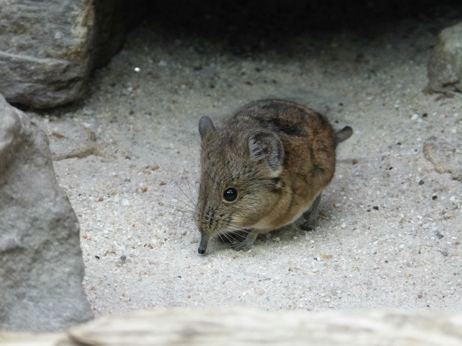 Elefantenspitzmaus