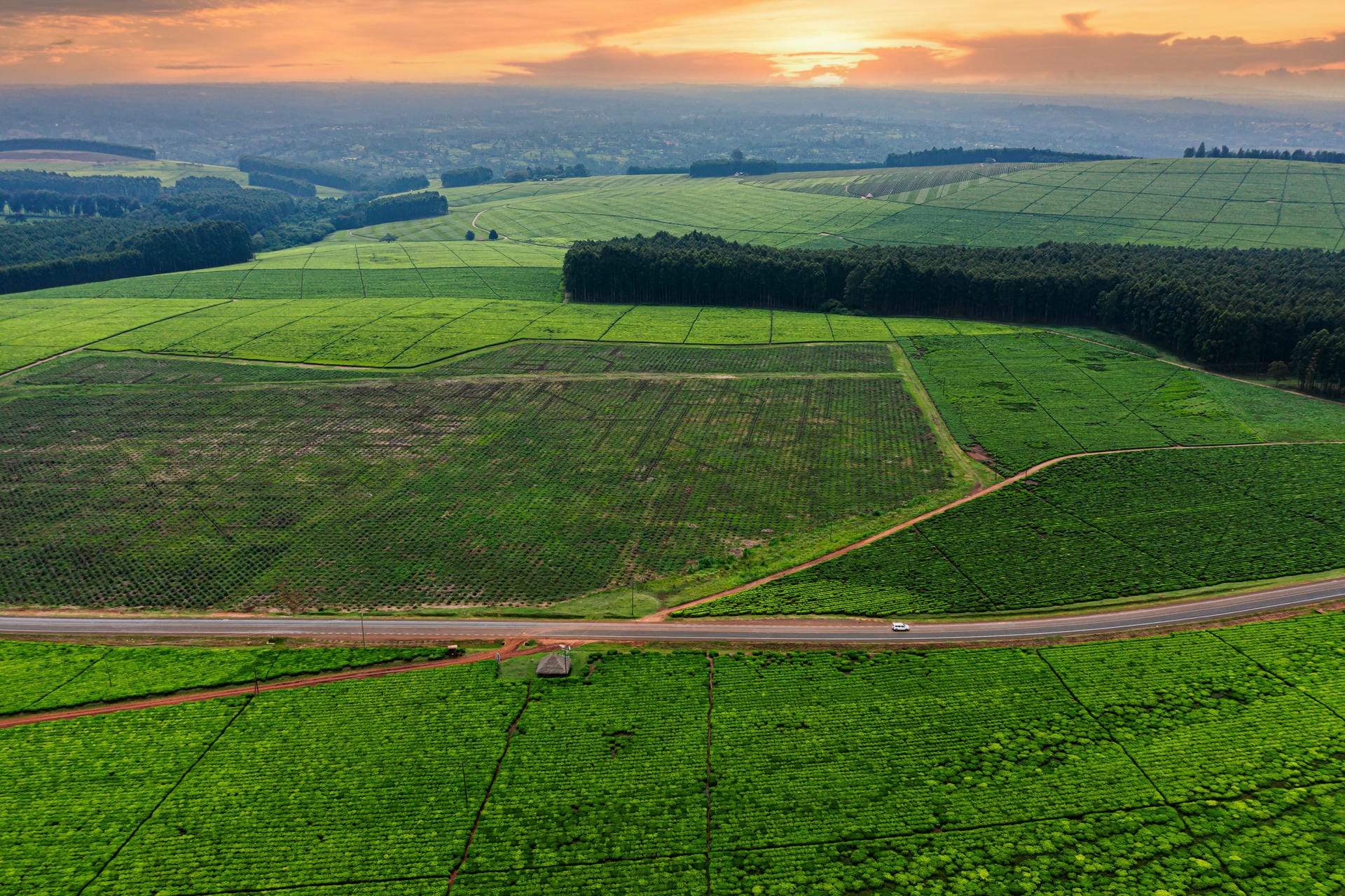 Landwirtschaft in Kenia