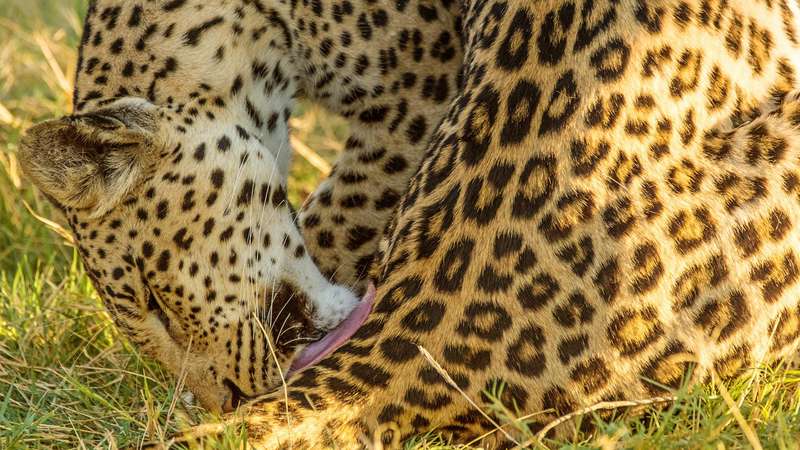 Der Leopard - die Eleganz der Big Five