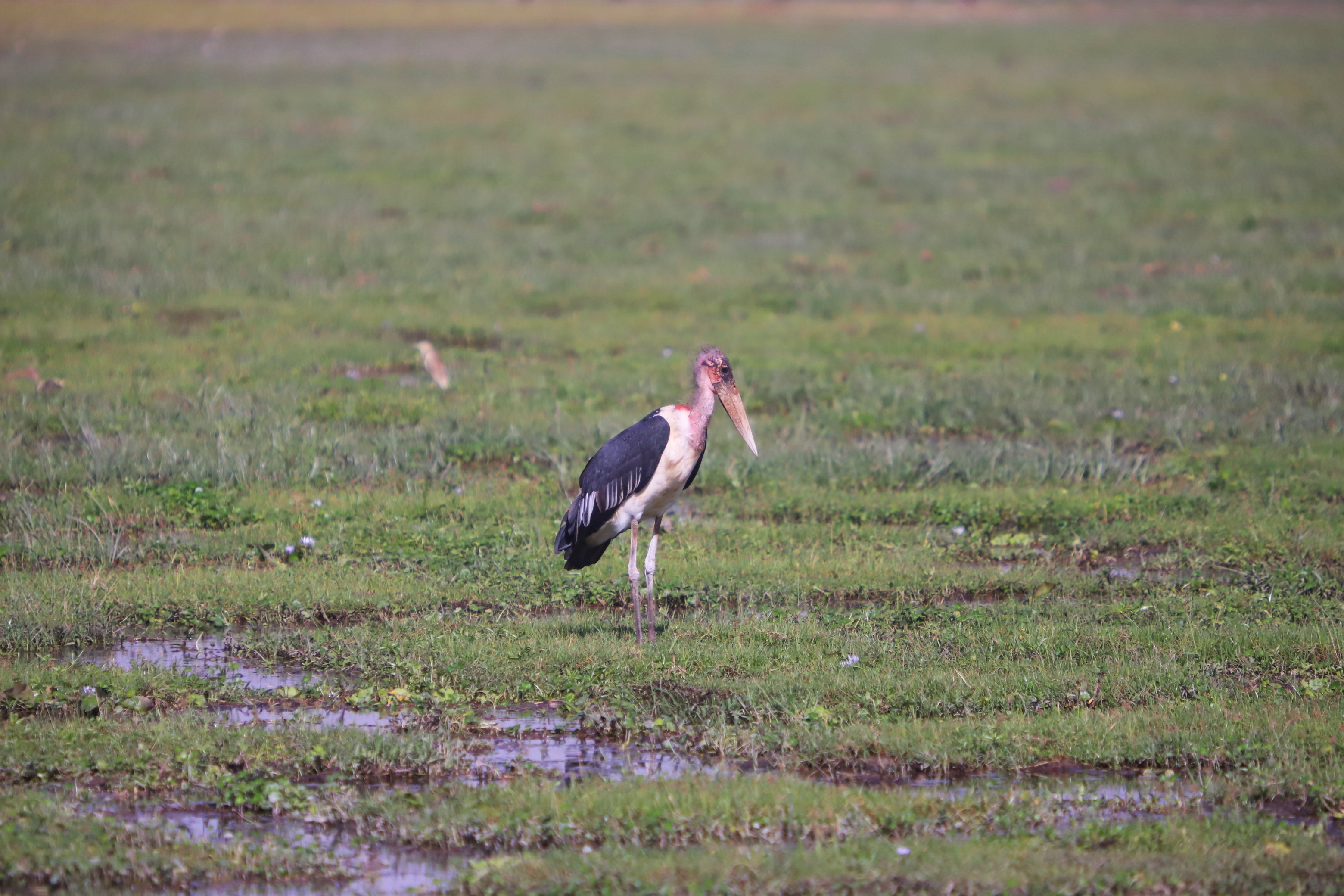 Marabu