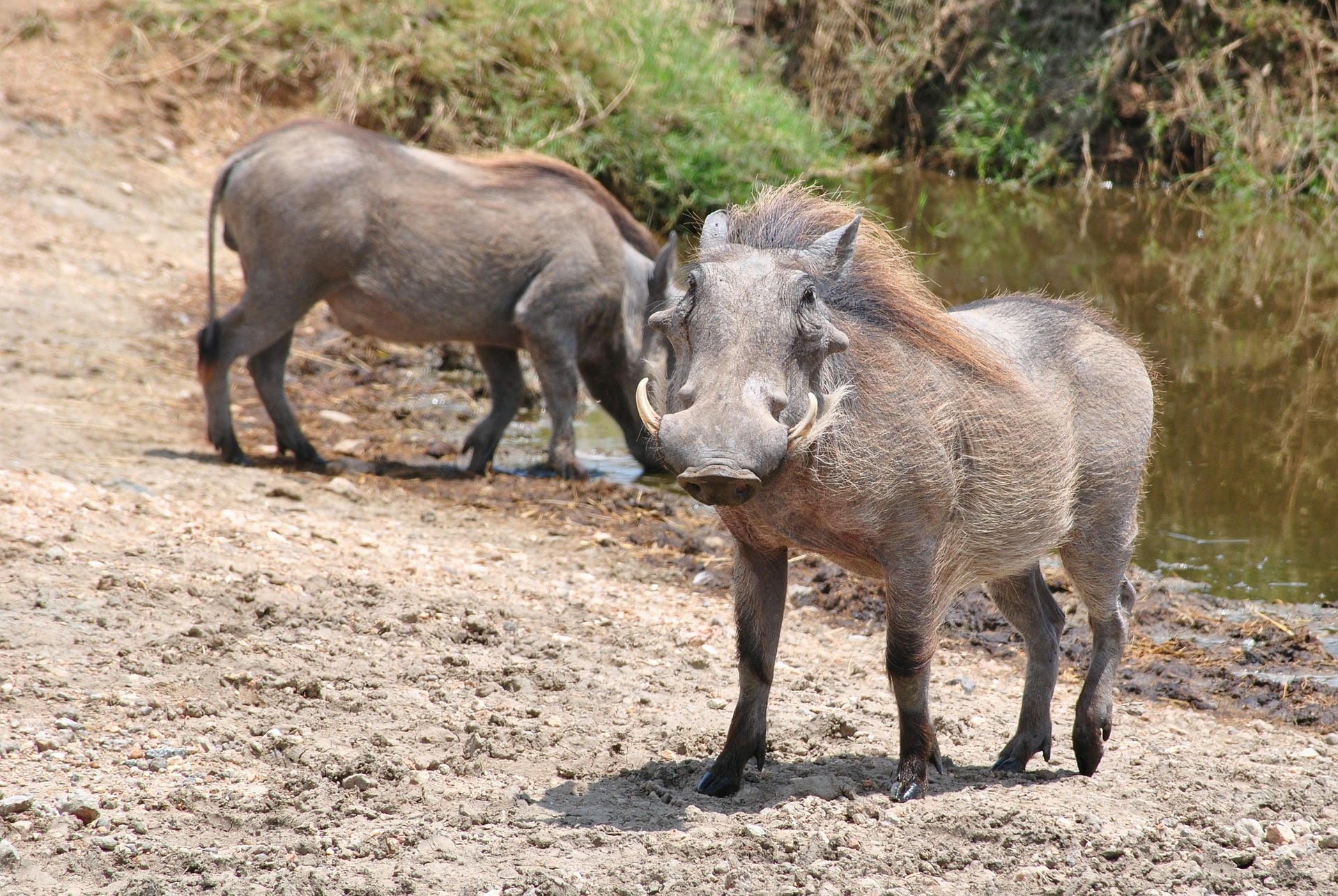 Warzenschwein