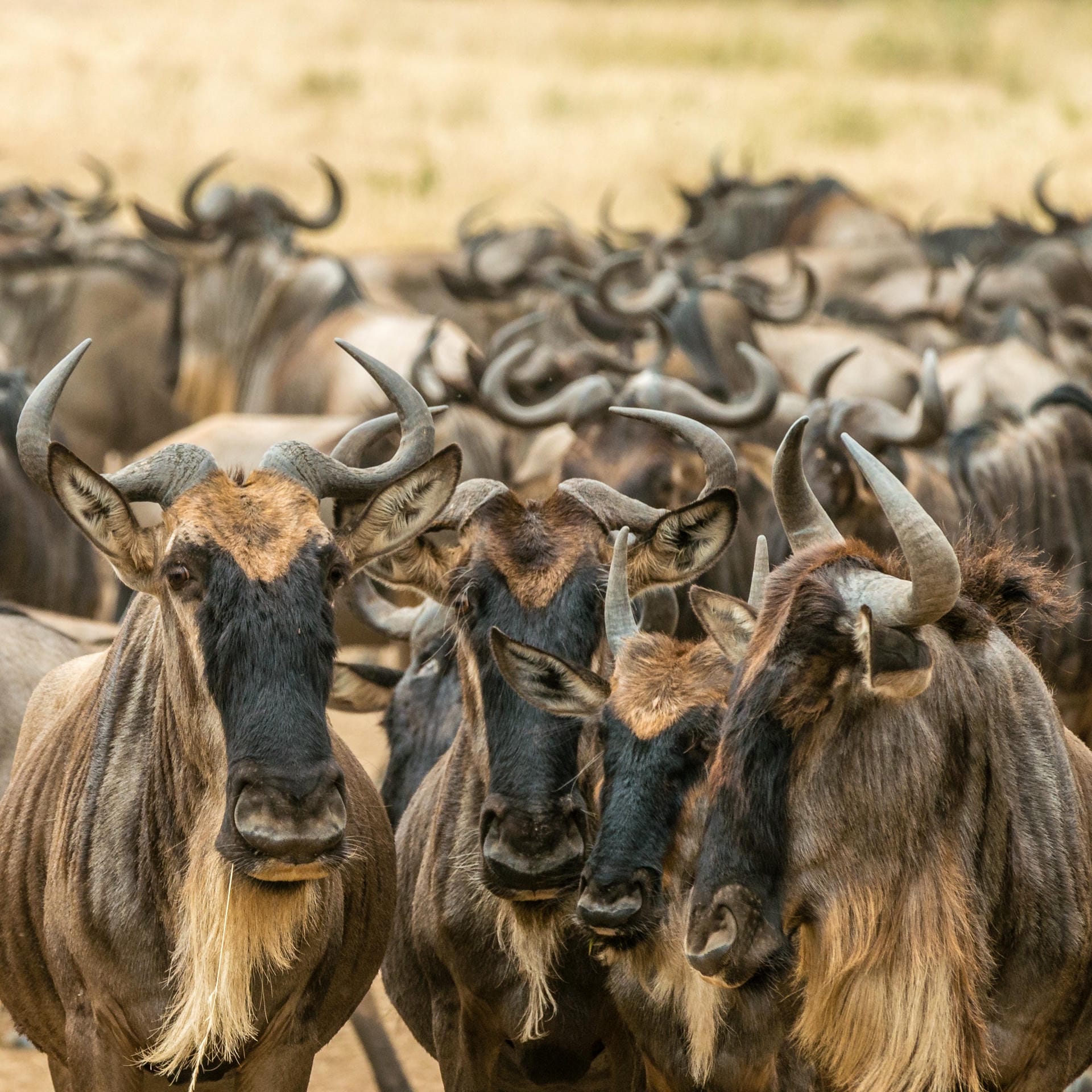 Gnu