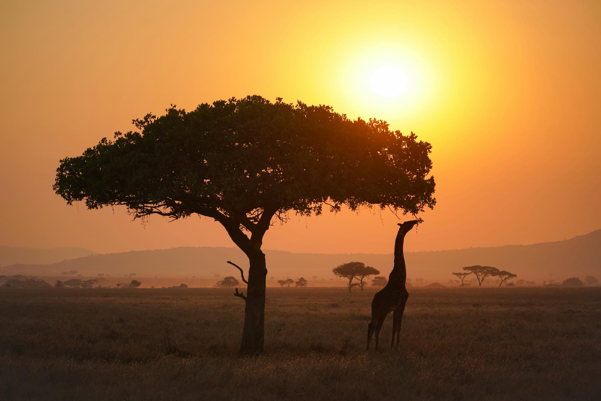 Serengeti