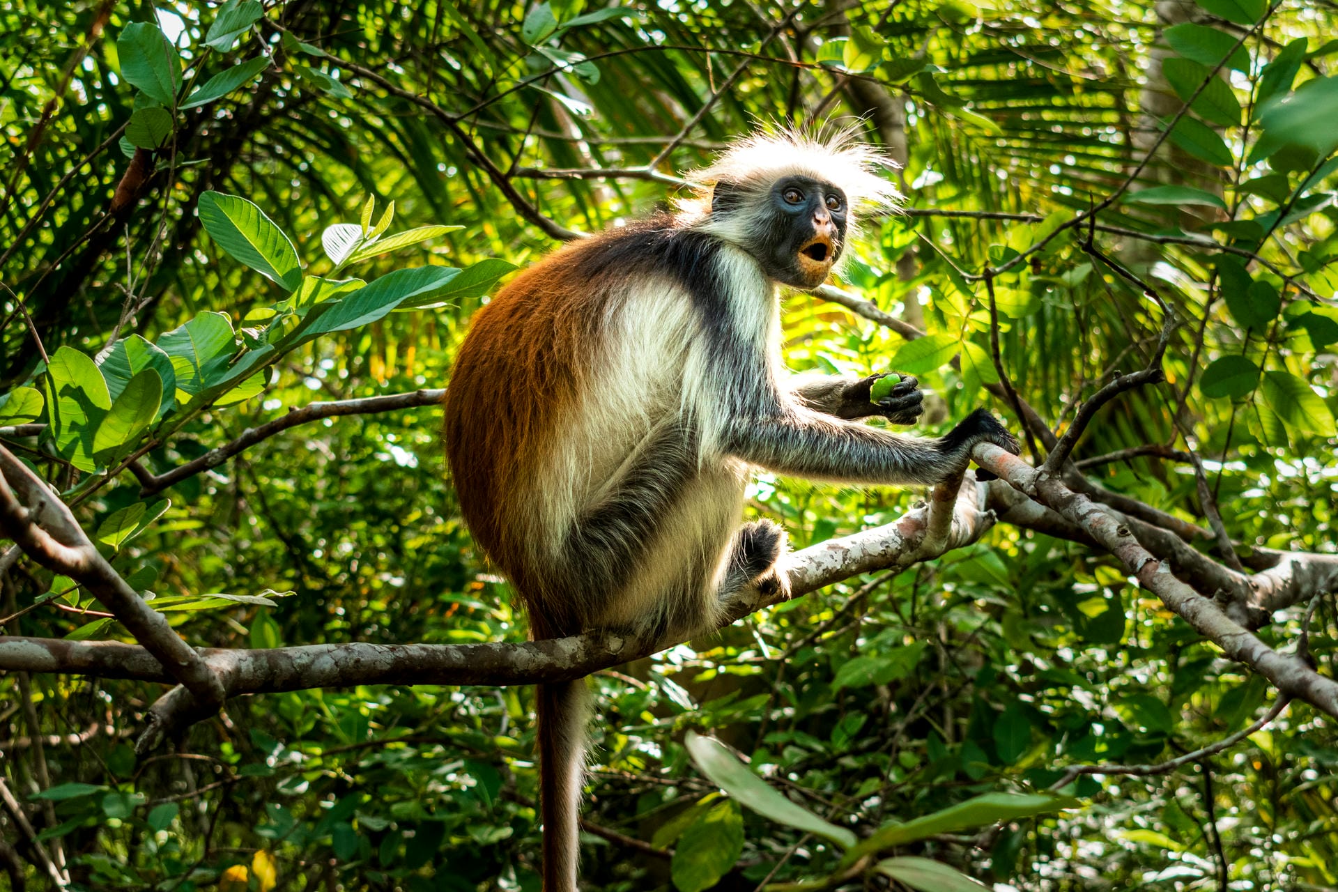 Ein seltener roter Colobus-Affe im Jozani Forest