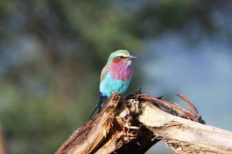 Gabelracke - bunter Vogel der Serengeti