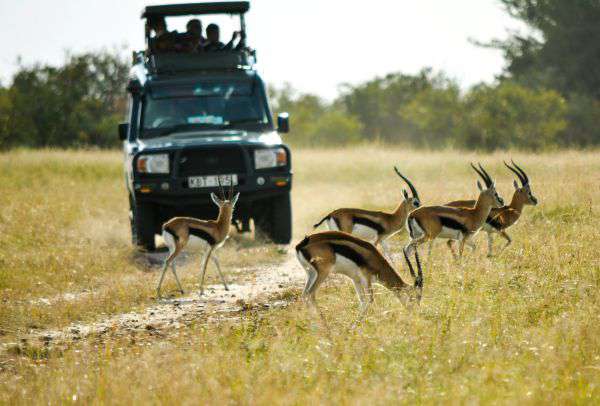 Game drive in the Masai Mara