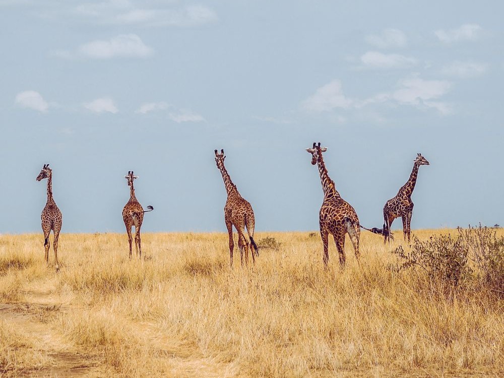 Group of giraffes