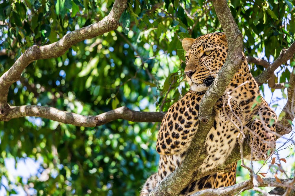 Leopard in the Masai Mara