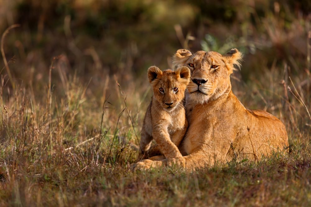 Lion in the Masai Mara