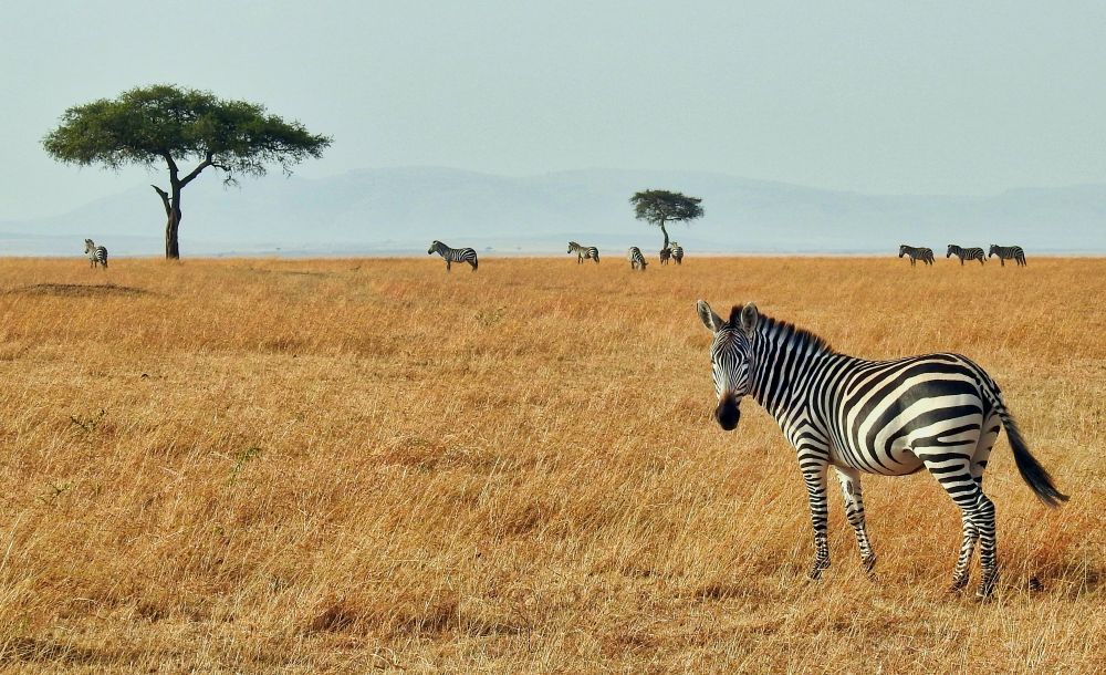 Zebra in the Masai Mara