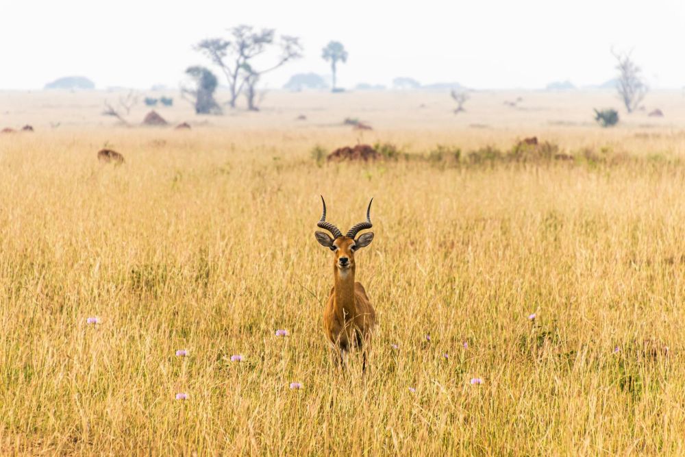 Tierwelt im Murchison Falls Nationalpark