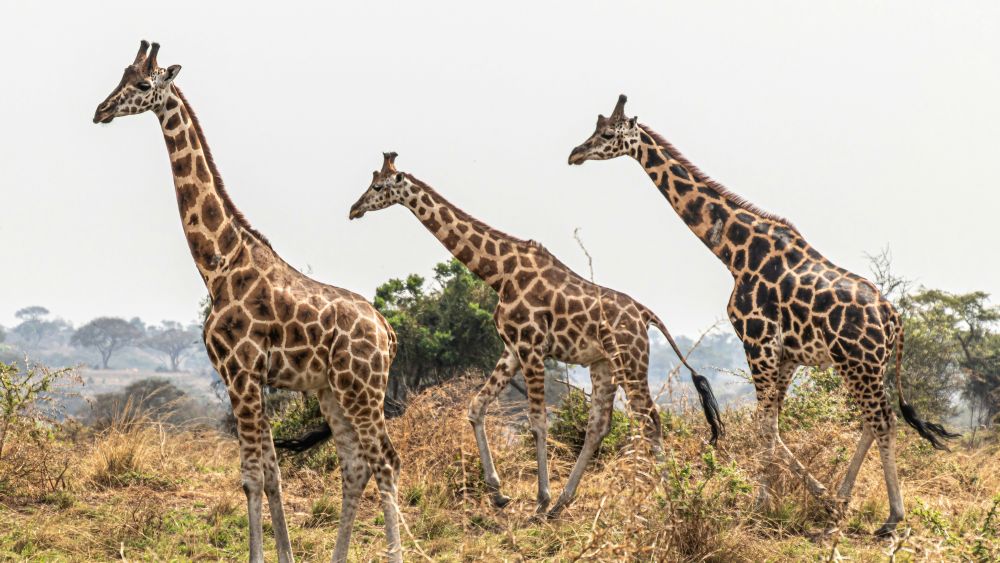 Giraffen laufen durch den Nationalpark
