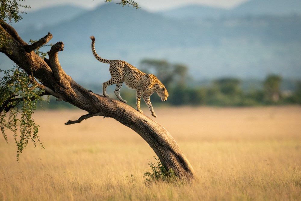Gepard läuft auf einem Ast