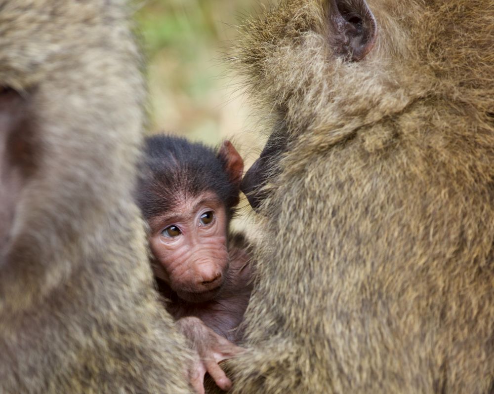 Baby-Affe bei seiner Mutter