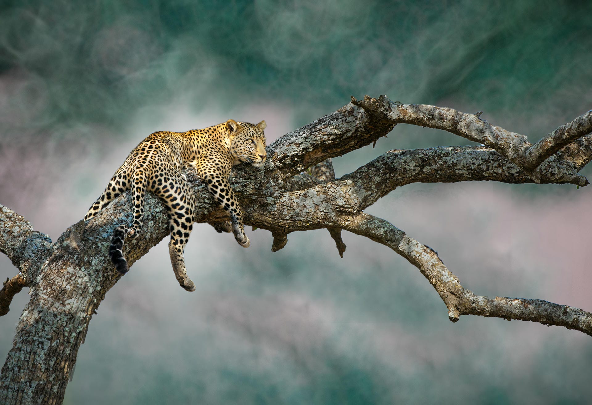 Leopard ruht auf einem Ast