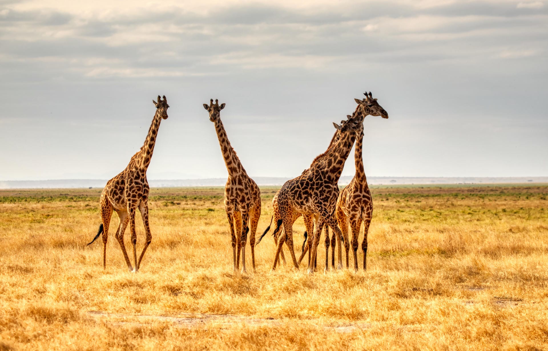 Zebras vor der Skyline Nairobi's